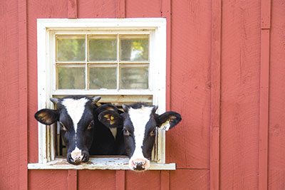 Valley Farm Dairy - at Pineland Farms 