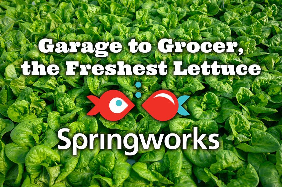 Springworks – Garage to Grocer, the Freshest Lettuce