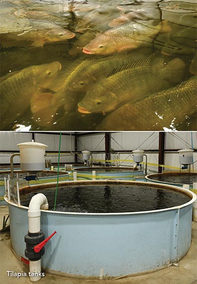 Tilapia Tanks at Springworks Farm Lisbon Maine