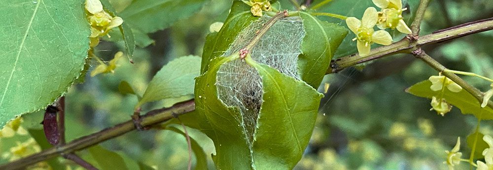 The beginnings of a browntail moth nest