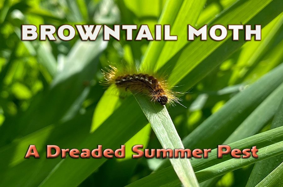 Browntail Moth – A Dreaded Summer Pest